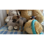 Щенки чихуахуа