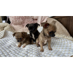 Щенки чихуахуа
