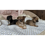 Щенки чихуахуа