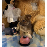 Щенки чихуахуа