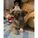 Щенки чихуахуа