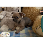 Щенки чихуахуа