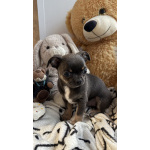 Щенки чихуахуа