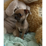 Щенки чихуахуа