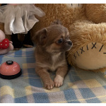 Щенки чихуахуа