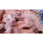 Котята Невская маскарадная color blue point пушистый