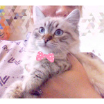 Котята Невская маскарадная color blue point пушистый