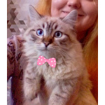 Котята Невская маскарадная color blue point пушистый