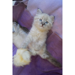 Котята Невская маскарадная color blue point пушистый