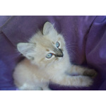 Котята Невская маскарадная color blue point пушистый