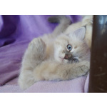 Котята Невская маскарадная color blue point пушистый