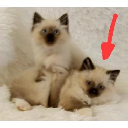 Котёнок