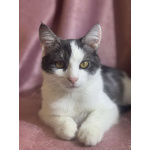 Замечательный котенок Лунтик ищет дом!