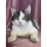 Замечательный котенок Лунтик ищет дом!