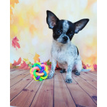 Щенки Чихуахуа