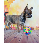 Щенки Чихуахуа