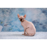 Эльф, бамбино, Сфинкс-это не кошка...