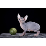 Эльф, бамбино, Сфинкс-это не кошка...