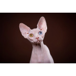 Подарите близкому человеку Эльф, бамбино, сфинкса!