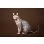 Эльф, бамбино, Сфинкс-это не кошка...