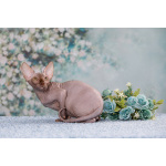 Эльф, бамбино, Канадский сфинкс — кошка с другой Галактики.