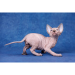 Я с Земли, просто я-Эльф, бамбино, Двэльф, канадский сфинкс...