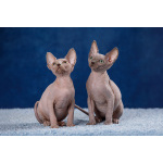 Гарантия здоровья и породности-Эльф, бамбино, .