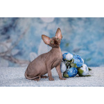 ИнопланетныйЭльф, бамбино, сфинкс.