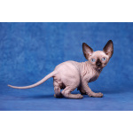 ИнопланетныйЭльф, бамбино, сфинкс.