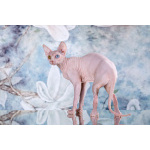 ИнопланетныйЭльф, бамбино, сфинкс.