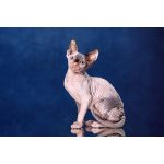 ИнопланетныйЭльф, бамбино, сфинкс.