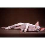 ИнопланетныйЭльф, бамбино, сфинкс.