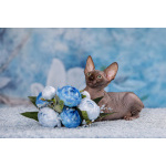 Эльф, бамбино, Канадский сфинкс от питомника недорого.