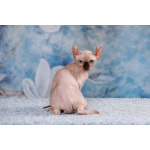 Эльф, бамбино, Канадский сфинкс от питомника недорого.