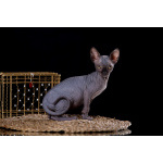 Эльф, бамбино, Канадский сфинкс от питомника недорого.