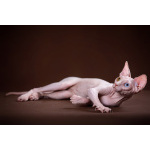 Царственная особа-котёнок Эльф, бамбино, Двэльф, канадский сфинкс.