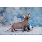 Инопланетный Эльф, бамбино, Двэльф, сфинкс.