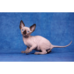 Живая легенда-Эльф, бамбино, канадский сфинкс.