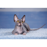 Живая легенда-Эльф, бамбино, канадский сфинкс.