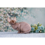 Живая легенда-Эльф, бамбино, канадский сфинкс.