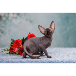 Живая легенда-Эльф, бамбино, канадский сфинкс.