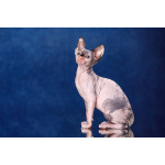 Это не кошка! Это музыка, поэзия! Эльф, бамбино, Двэльф,