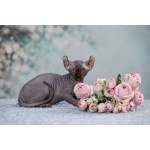 Эльф, бамбино, Сфинкс-это не кошка...