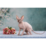 Эльф, бамбино, Сфинкс-это не кошка...