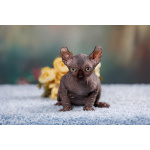 Эльф, бамбино, Сфинкс-это не кошка...