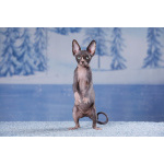 Эльф, бамбино, Сфинкс-это не кошка...