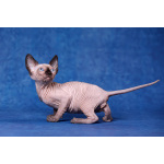 Эльф, бамбино, Сфинкс-это не кошка...