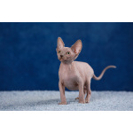 Эльф, бамбино, Сфинкс-это не кошка...