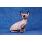 Подарите близкому человеку Эльфа, бамбино, сфинкса!