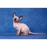 Я с Земли, просто я-Эльф, бамбино, канадский сфинкс...